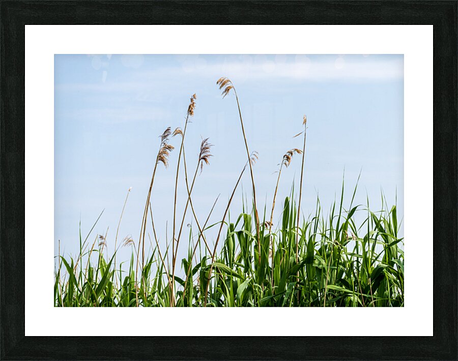 Tall reeds and green grasses sway gently against a light blue sk Picture Frame print