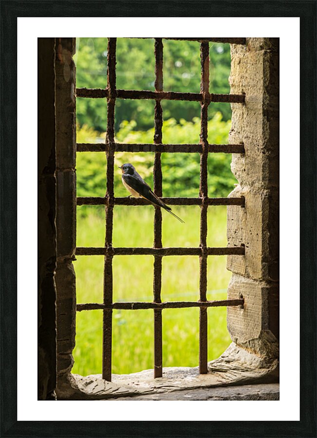 Barn swallow perched on the bars of window of 13th Century forti Picture Frame print