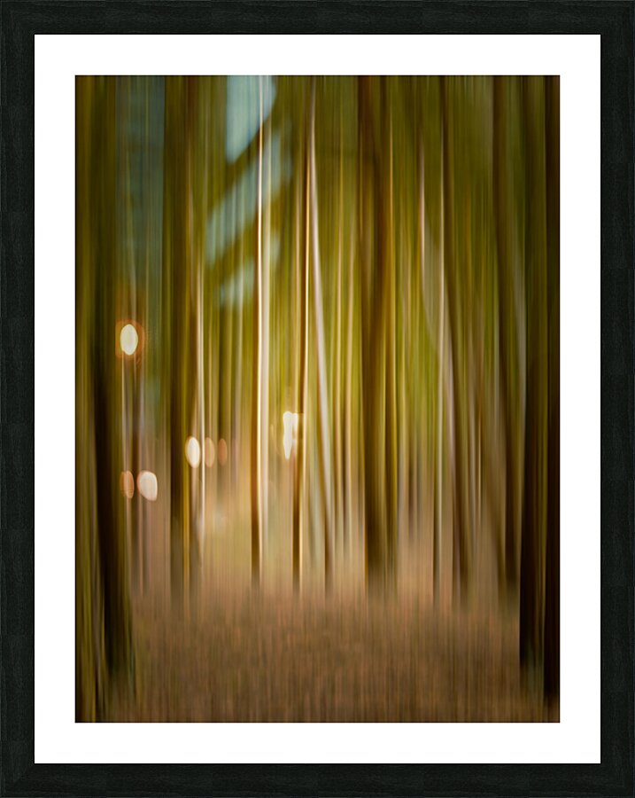 Path through pine trees with intentional camera movement Picture Frame print