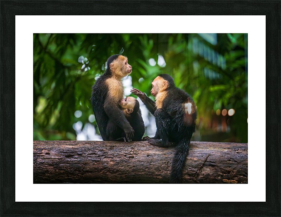 Close up of a family or group of white faced Capuchin Monkeys in Picture Frame print