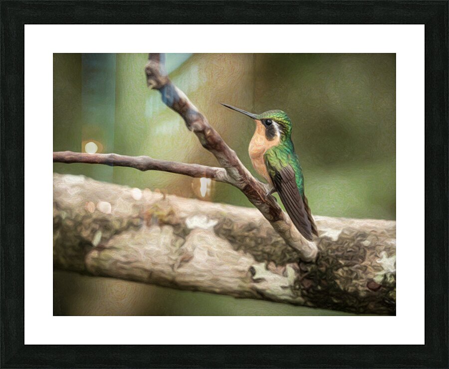 White throated mountaingem hummingbird perched on a twig  in Cos Picture Frame print