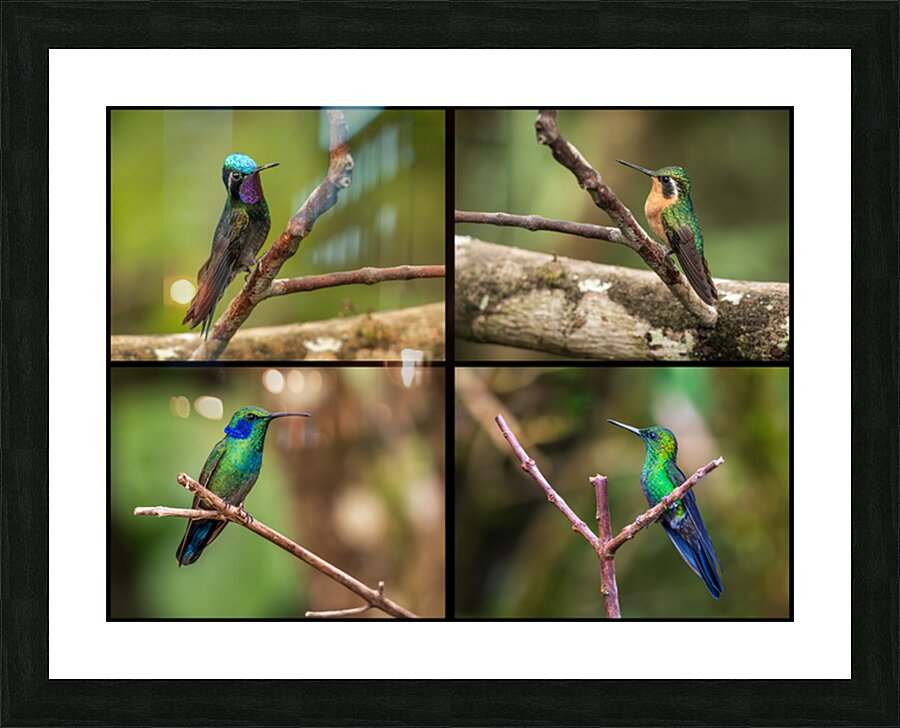 Montage of four humming birds from Costa Rica Picture Frame print