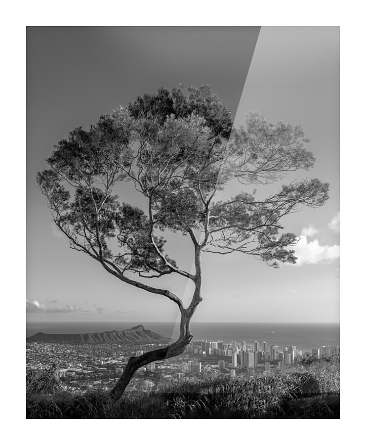 Solitary tree overlooks Waikiki in Black and White Picture Frame print