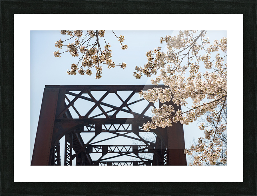 Spring blossoms by Steel girder bridge Morgantown Picture Frame print