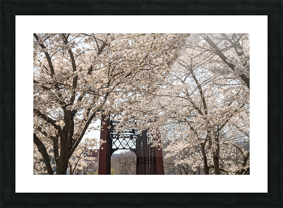 Blossoms by the steel girder bridge carries the bike walking trail Impression et Cadre photo