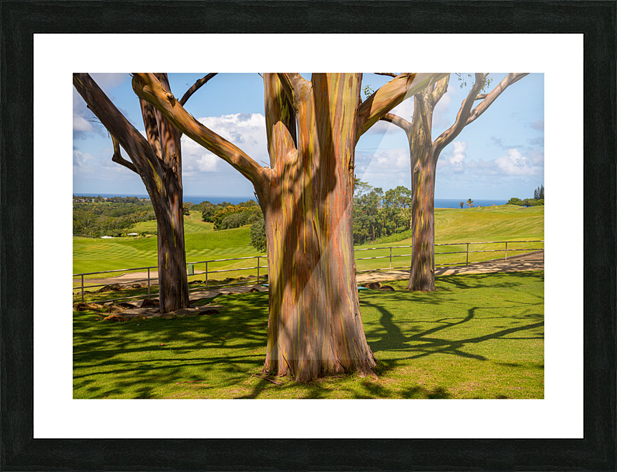 Group of three rainbow eucalyptus trees  Picture Frame print