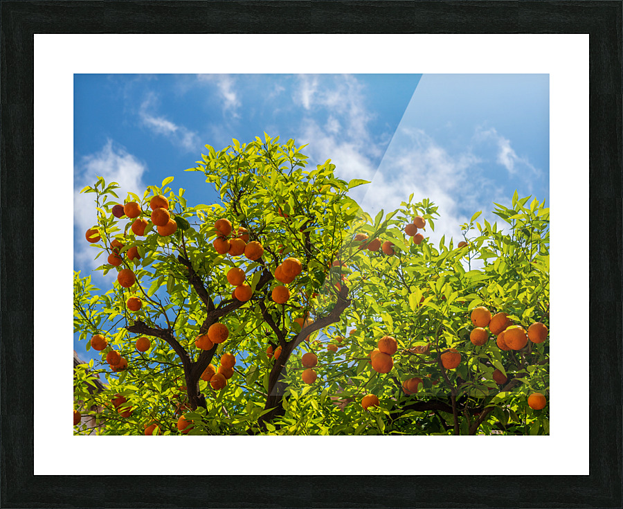 Oranges growing in courtyard of monastery Impression et Cadre photo