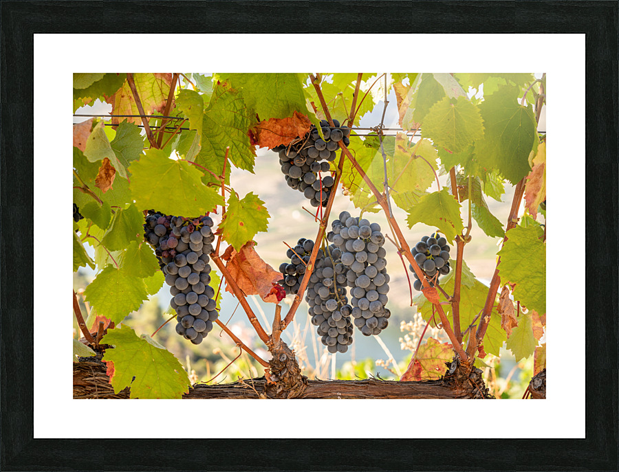 Grapes for port wine by the River Douro Picture Frame print