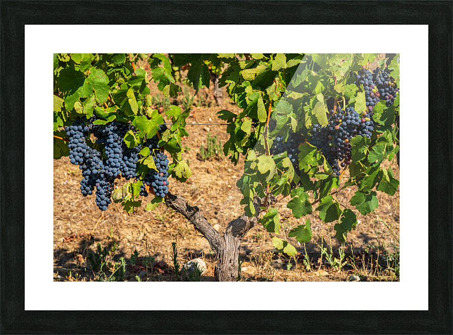 Grapes for port wine by the River Douro Impression et Cadre photo