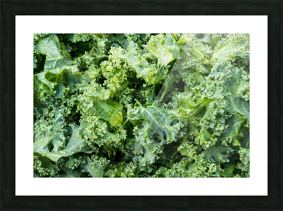 Freshly washed and trimmed kale leaves Picture Frame print
