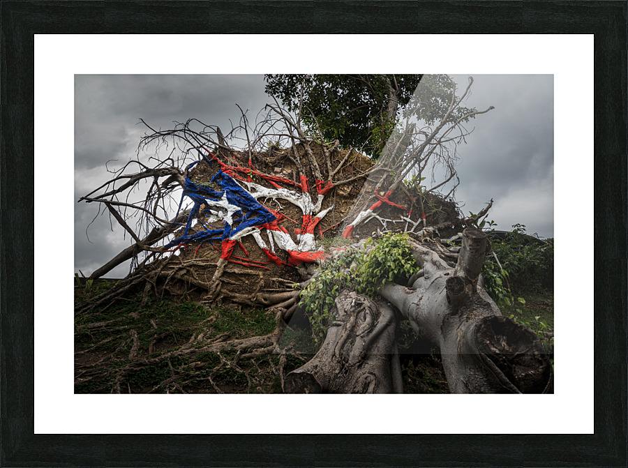 Fallen tree from Hurricane Maria in San Juan Impression et Cadre photo
