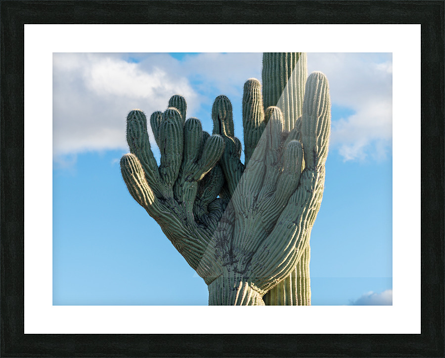 Crested Saguaro in National Park West Picture Frame print