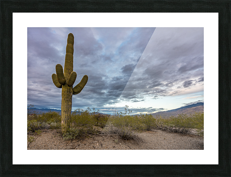 Sunset in Saguaro National Park Tucson Impression et Cadre photo