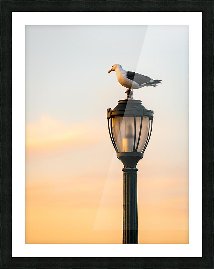 Seagull on a cast iron street lamp at dusk Picture Frame print