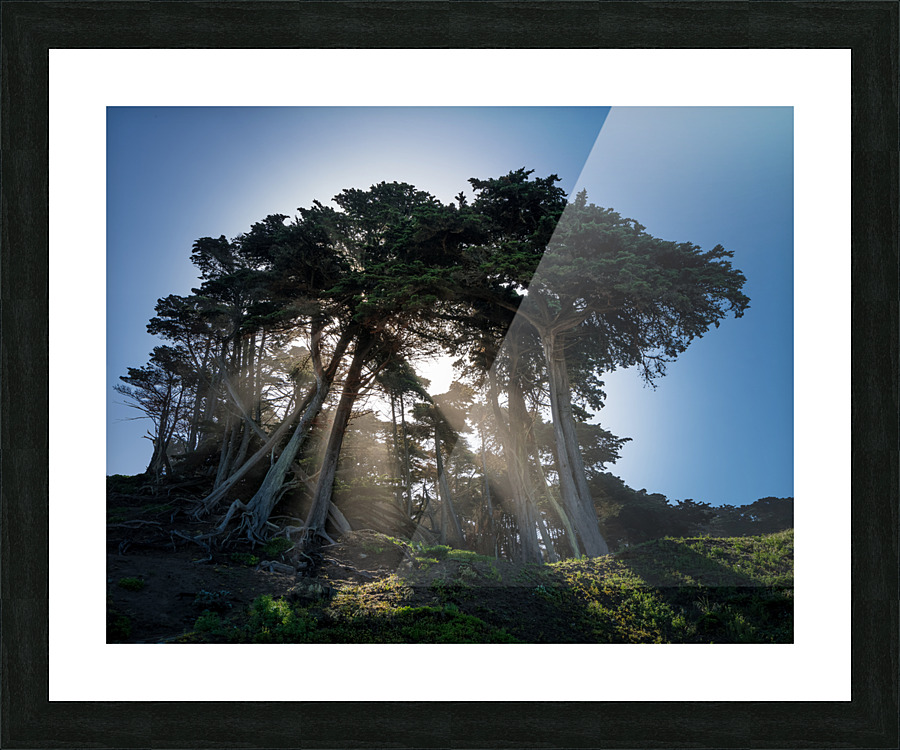 Sunbeams from large pine or fir trees  Picture Frame print