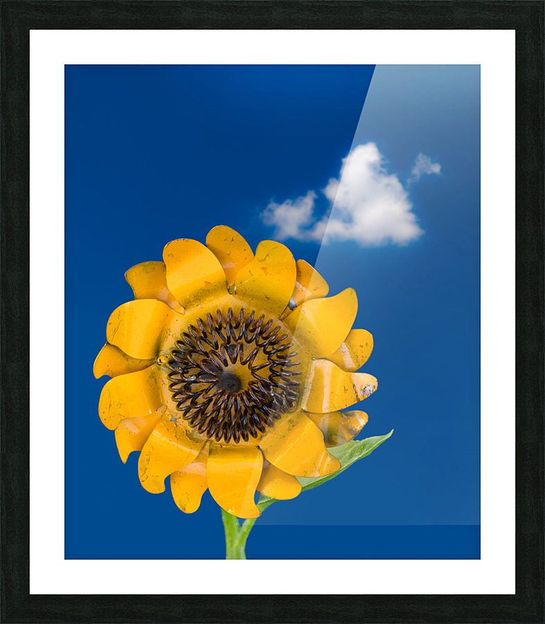 Metal sunflower against blue sky Picture Frame print