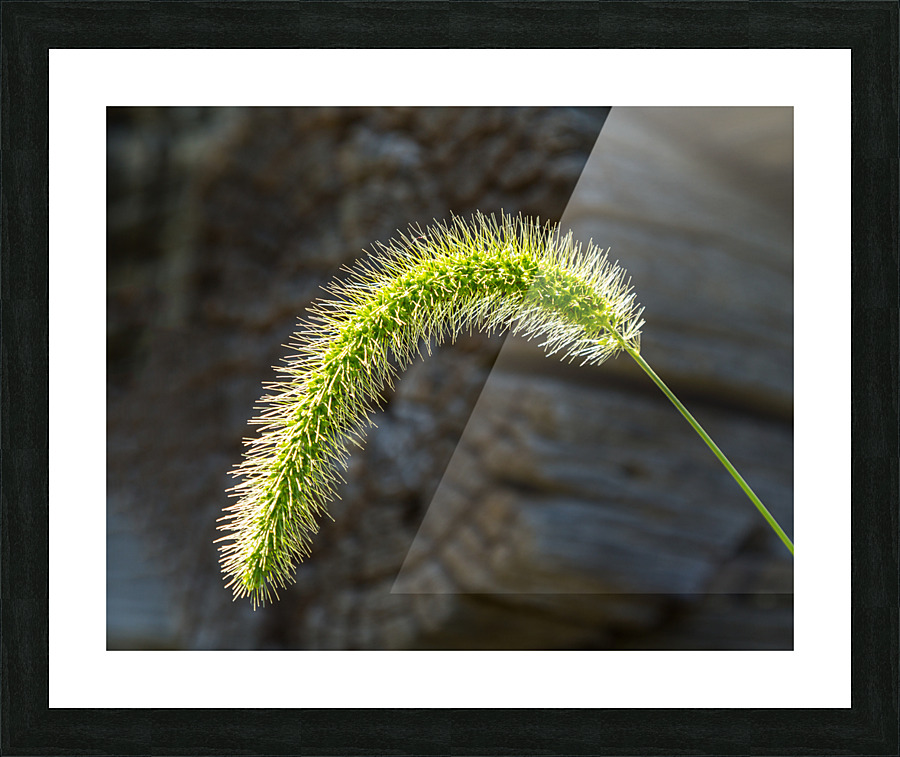 Backlit grass seedhead thought to be Timothy Impression et Cadre photo