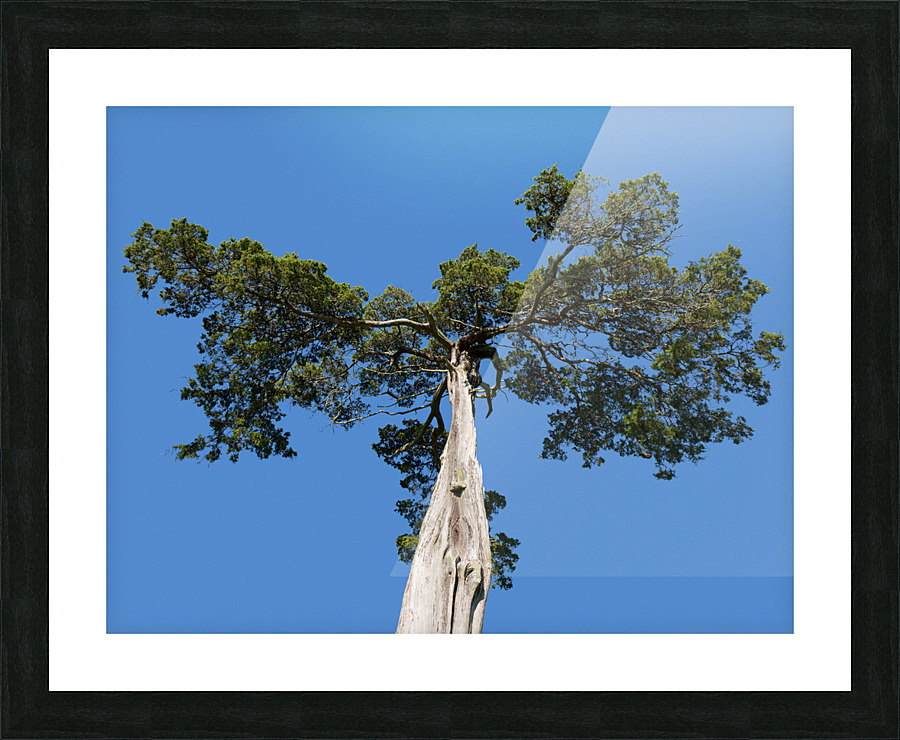 Old Cedar tree at Appomattox National Park Picture Frame print