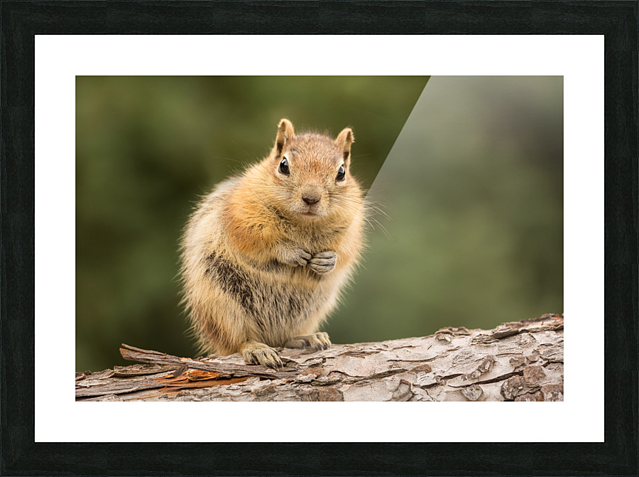Cute Chipmunk well fed on nuts and seeds Picture Frame print