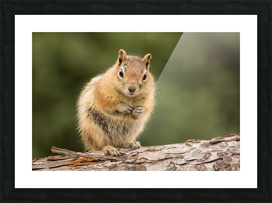 Cute Chipmunk well fed on nuts and seeds Impression et Cadre photo