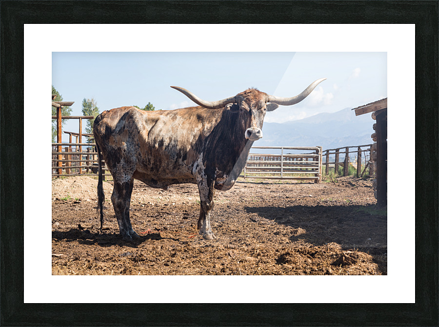 Old Longhorn bull in paddock Impression et Cadre photo