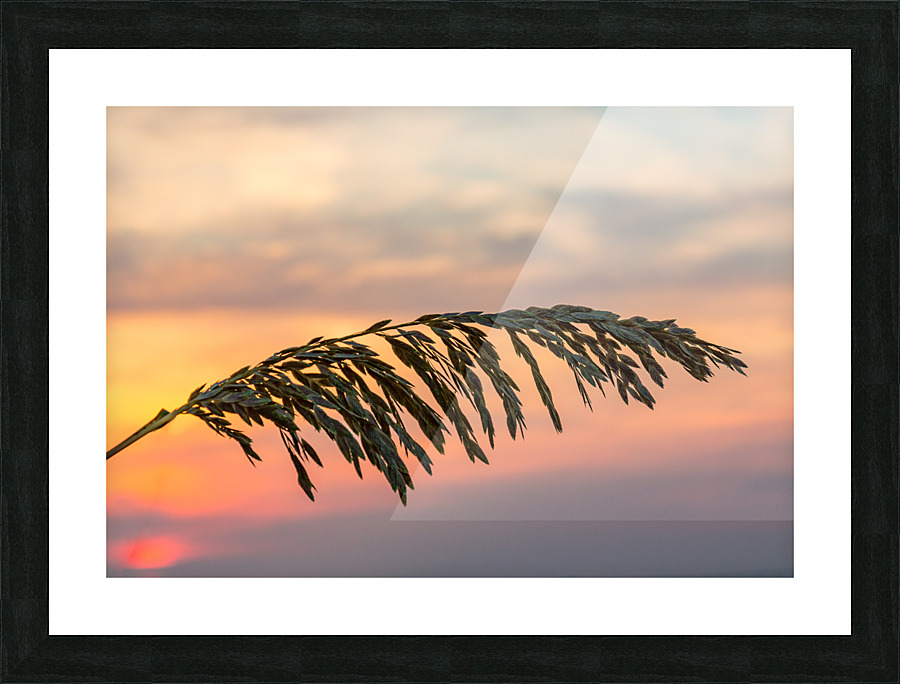 Sea Oats against rising sun in Florida Picture Frame print