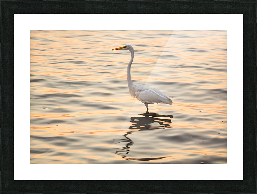 Great white egret in the sea off Tampa in Gulf Picture Frame print