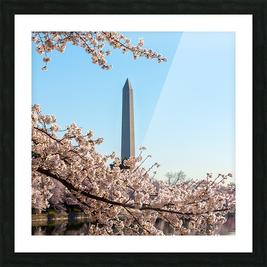 Washington Monument towers above blossoms Picture Frame print
