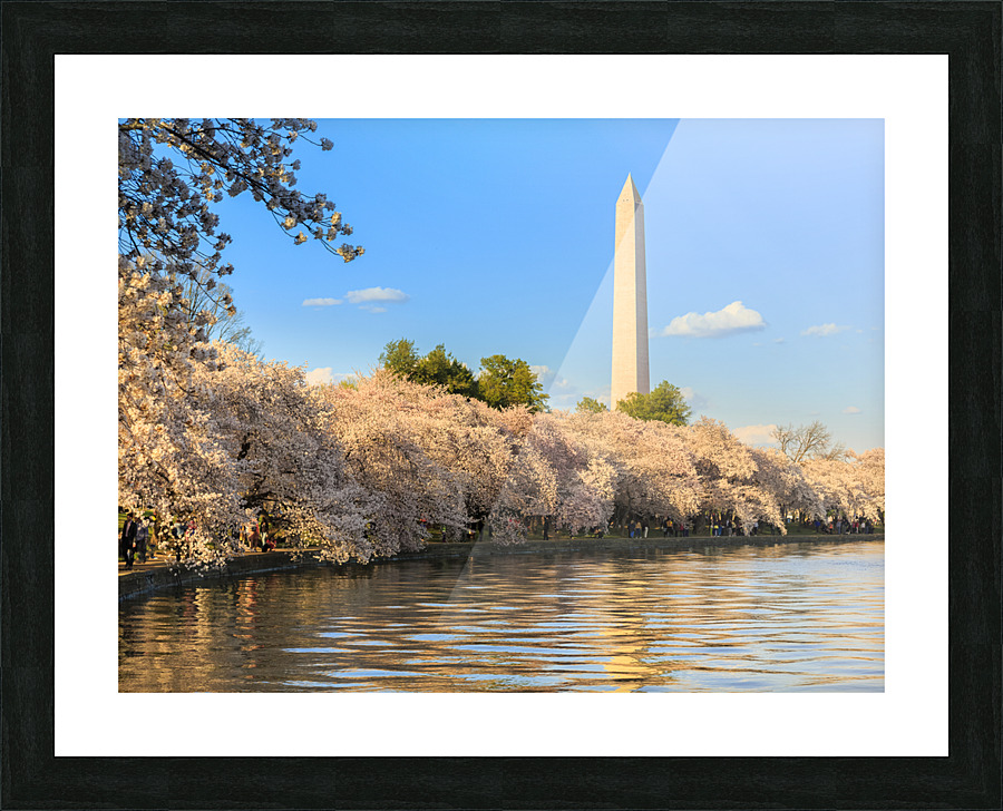 Washington Monument towers above blossoms Picture Frame print
