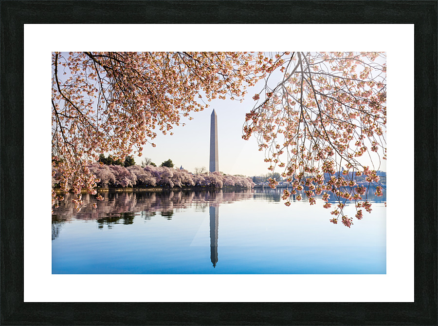 Washington Monument towers above blossoms Picture Frame print