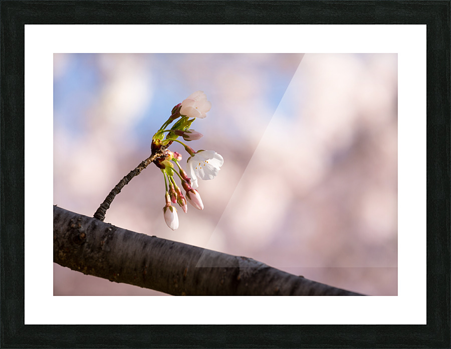 Close up of Cherry Blossom flowers Picture Frame print