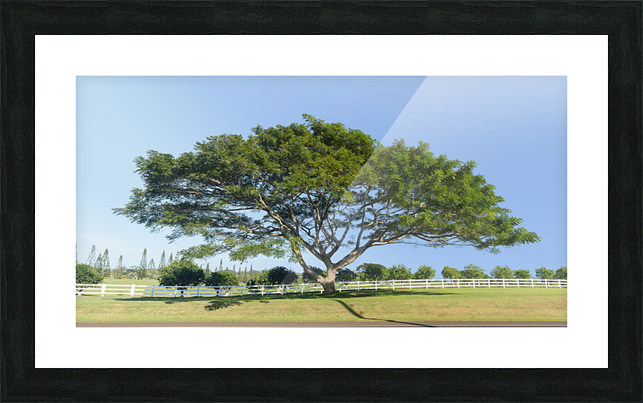 Large acacia or koa tree Kauai Picture Frame print