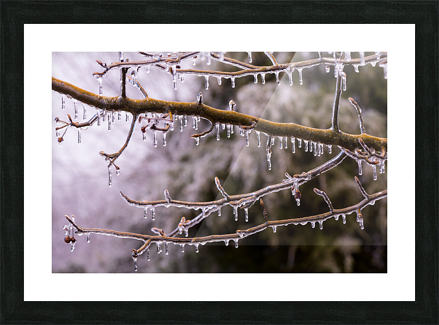 Ice covered branches start to melt to icicles Impression et Cadre photo