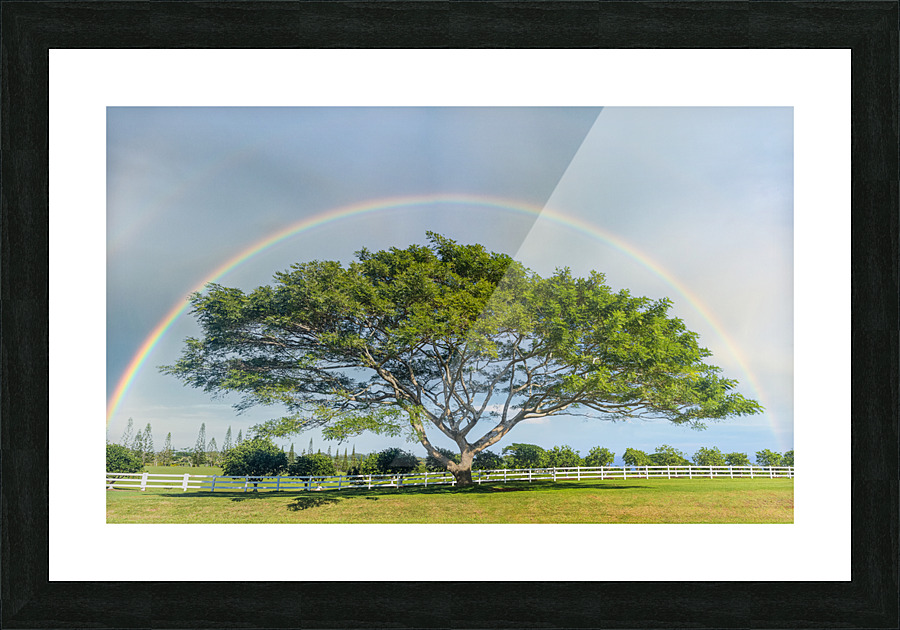 Tree of life with rainbow Impression et Cadre photo