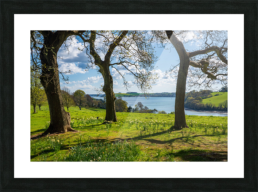 View across daffodils to River Fal near Truro Picture Frame print