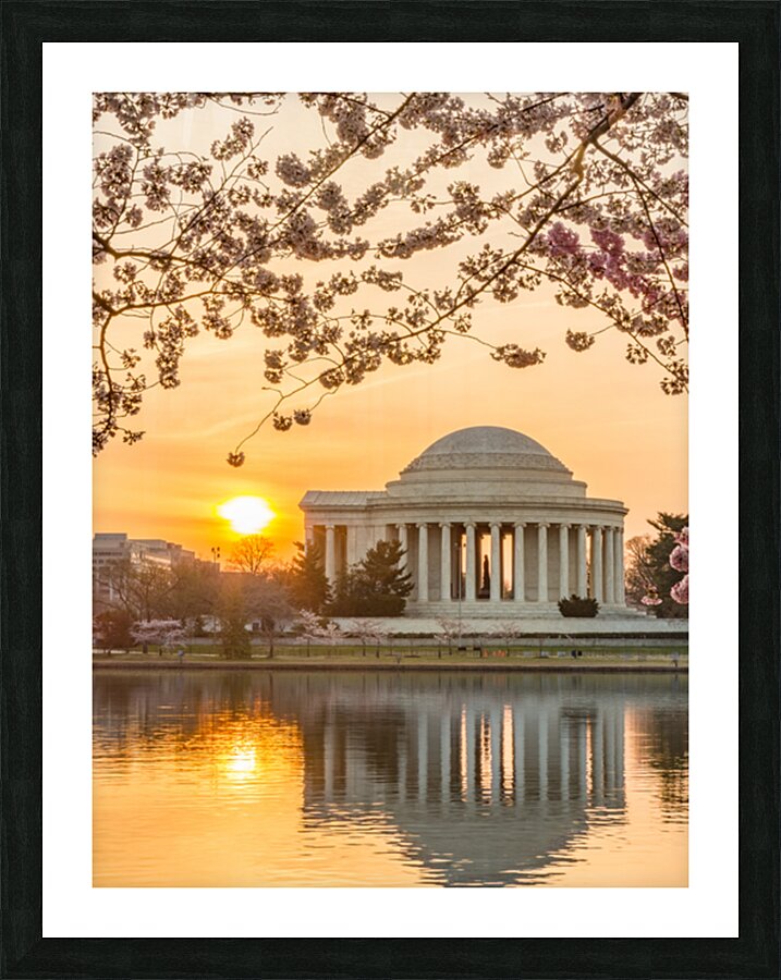 Sun rising by Cherry Blossoms and Jefferson Memorial Picture Frame print