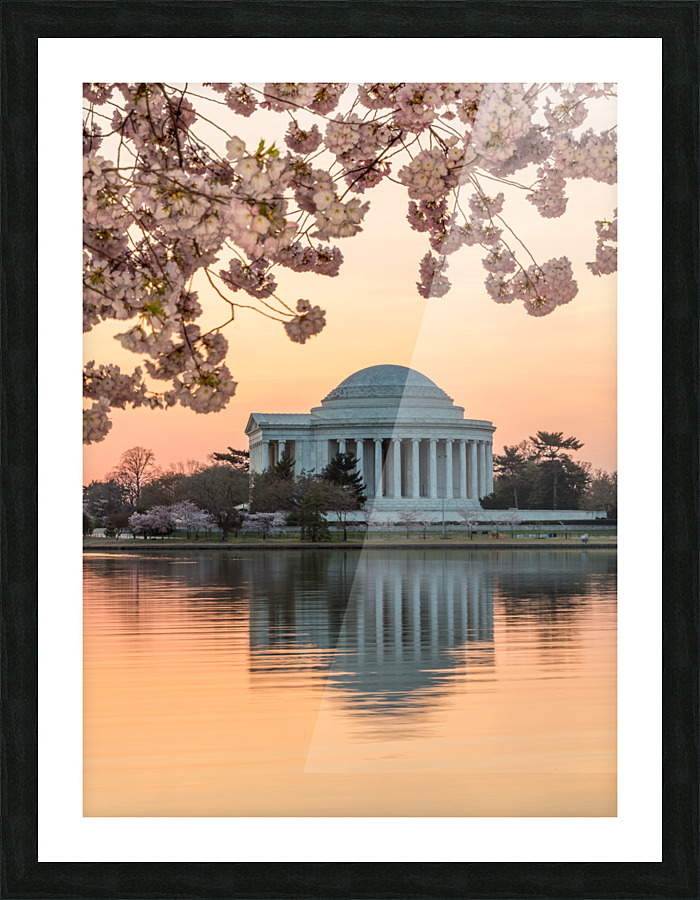 Cherry Blossom and Jefferson Memorial at sunrise Picture Frame print