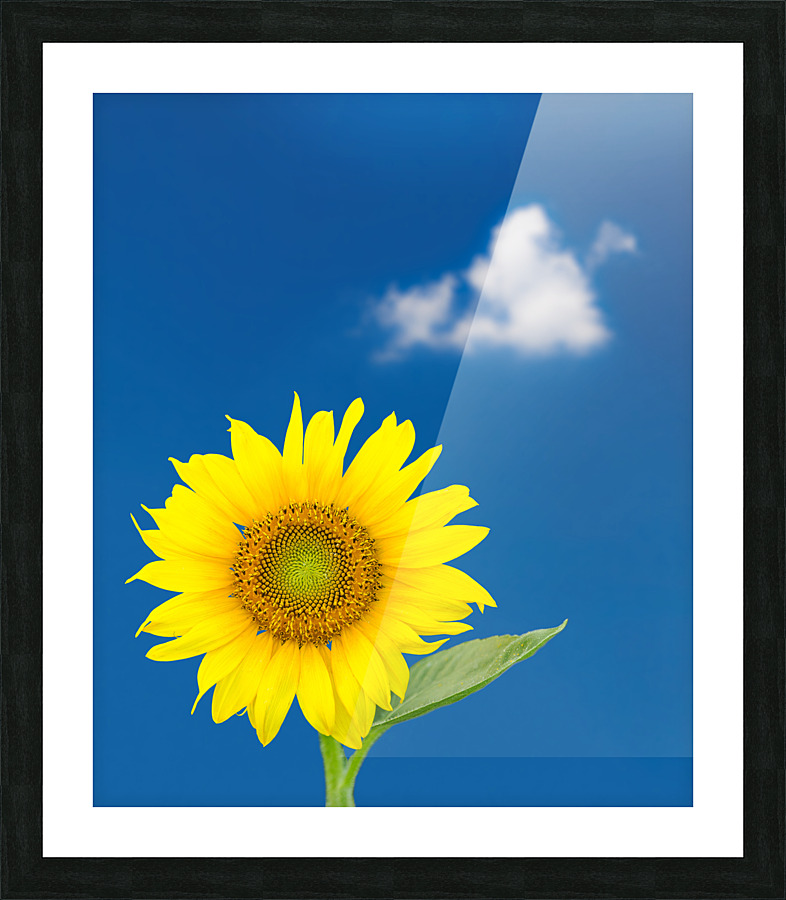 Single sunflower blossom against blue sky Picture Frame print