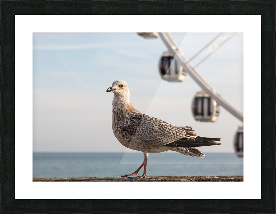 Seagull on promenade in Brighton Picture Frame print