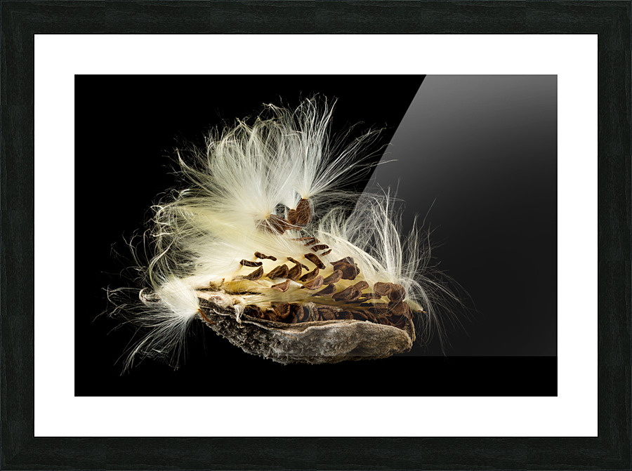 Macro photo of swamp milkweed seed pod Picture Frame print