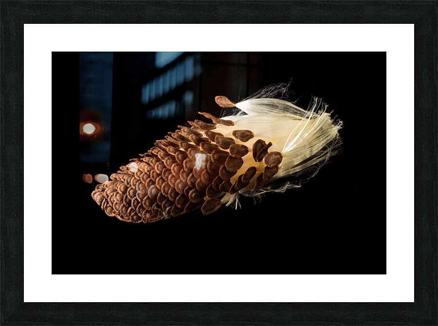 Macro photo of swamp milkweed seed pod Picture Frame print