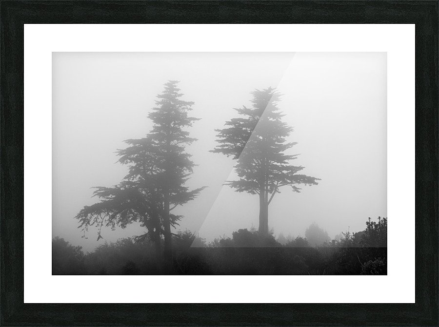 Mist and fog envelop two pine trees Impression et Cadre photo