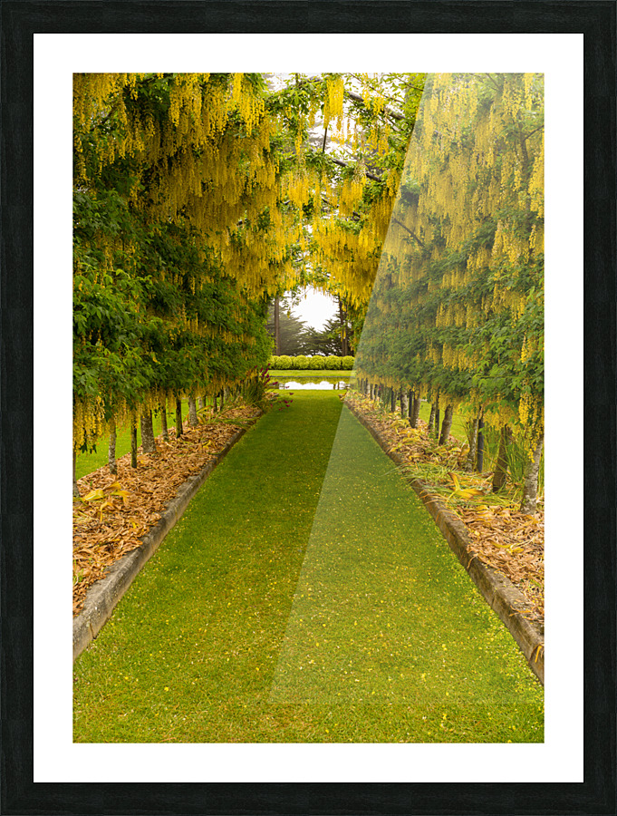 Laburnum Arch in full bloom over grass path Picture Frame print