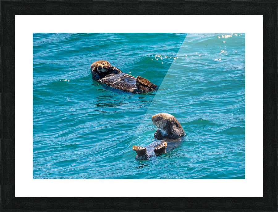 Sea Otter floating in Resurrection Bay near Seward Picture Frame print