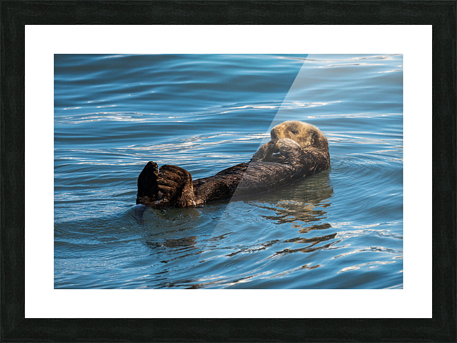 Sea Otter floating in Resurrection Bay near Seward Picture Frame print