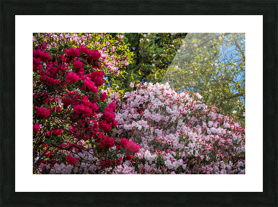 Azaleas and Rhododendron trees surround pathway in spring Picture Frame print