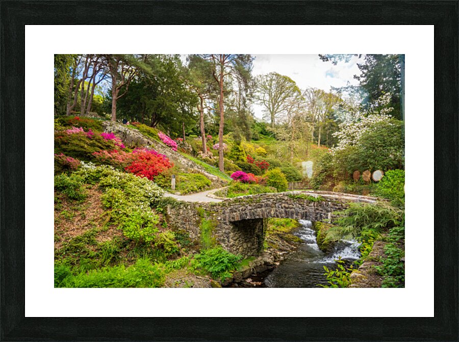 Stone bridge with Azaleas and Rhododendron trees Bodnant Picture Frame print