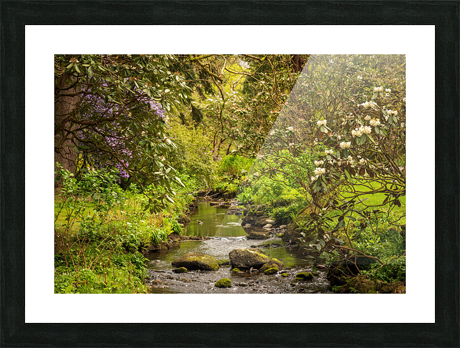 Azaleas and Rhododendron trees surround stream in spring Impression et Cadre photo