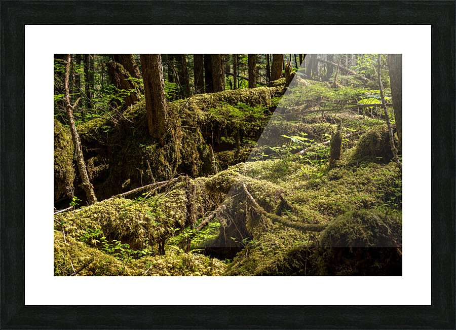 Dense vegetation in temperate rain forest in Alaska Picture Frame print