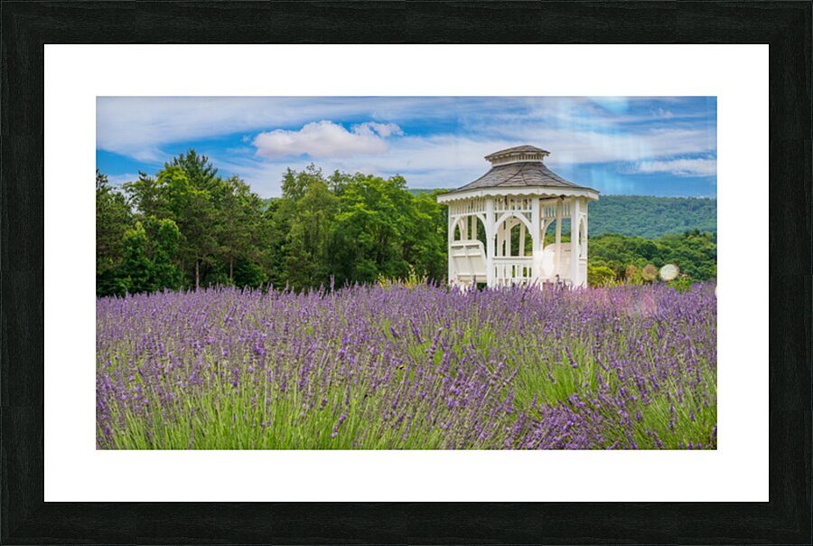 Lavender plants in blossom in early July with gazebo Picture Frame print